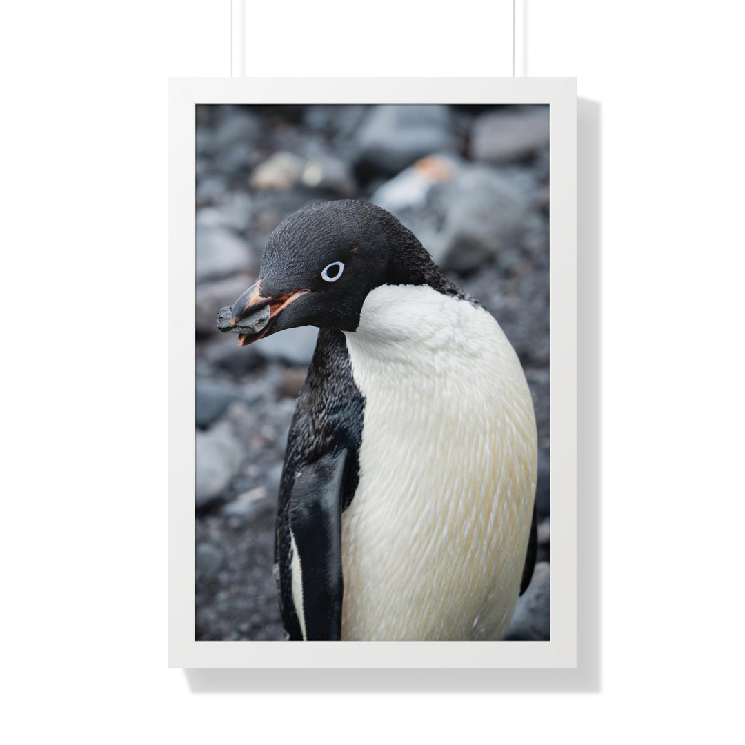 A Penguin's Pebble - Framed Print