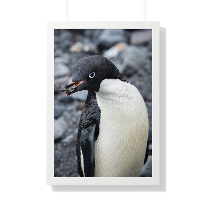 A Penguin's Pebble - Framed Print
