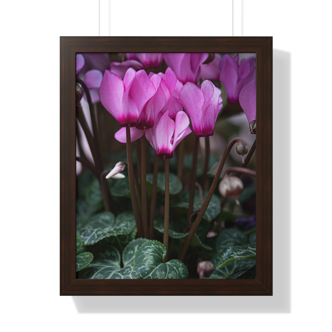 Cyclamen Reach - Framed Print