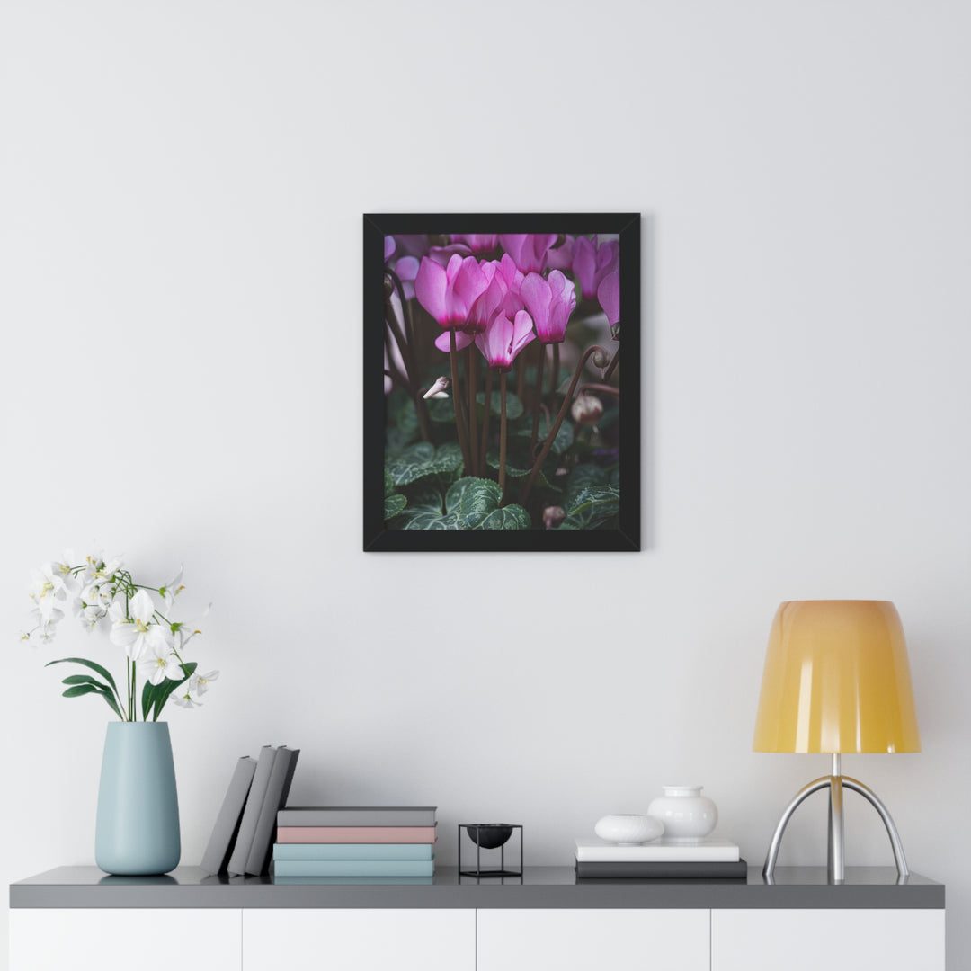 Cyclamen Reach - Framed Print
