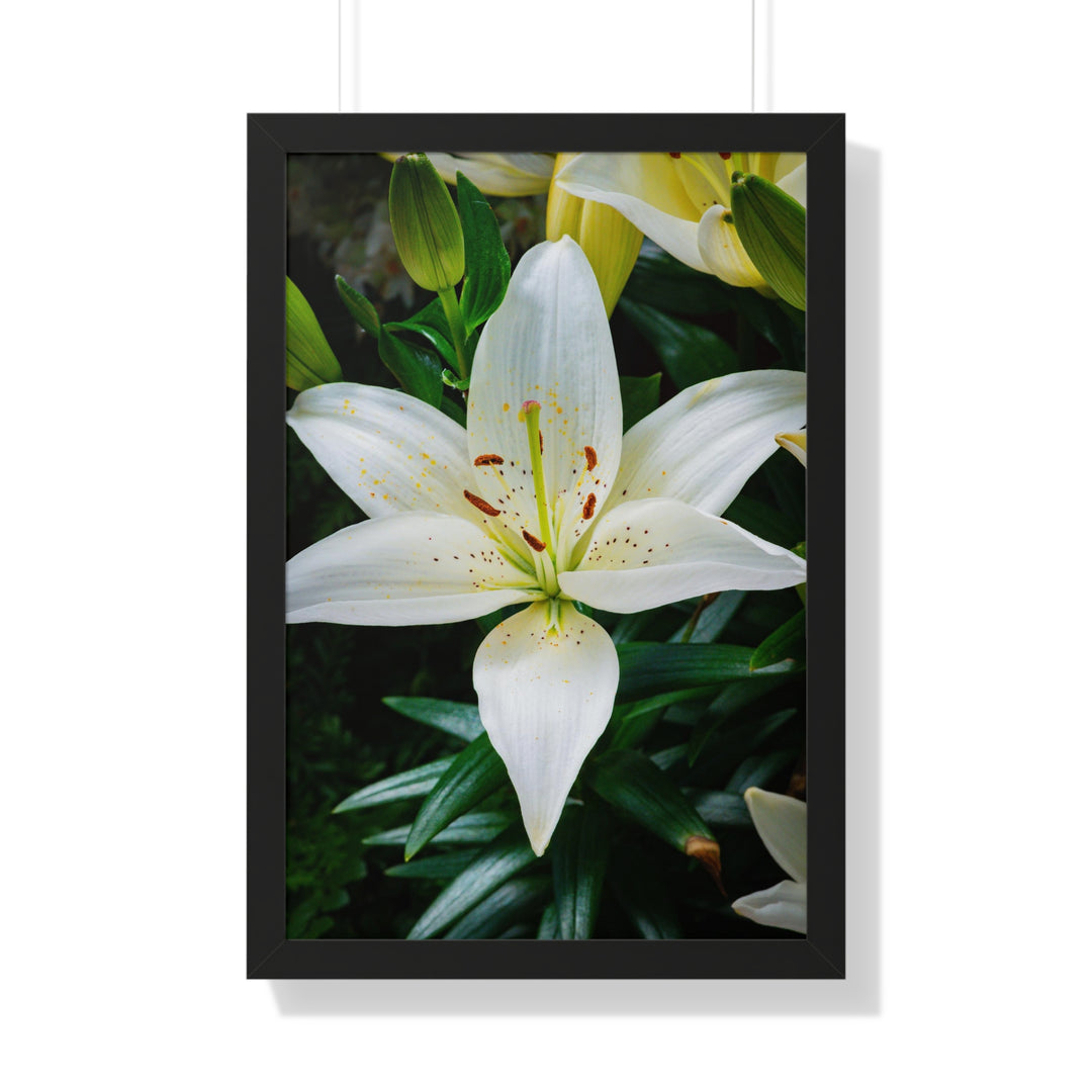 White Lily - Framed Print