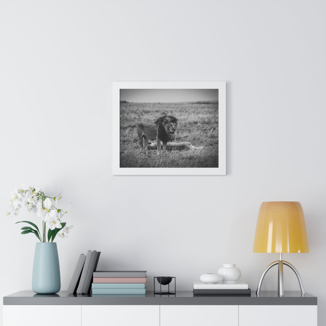 Mating Lions in Black and White - Framed Print