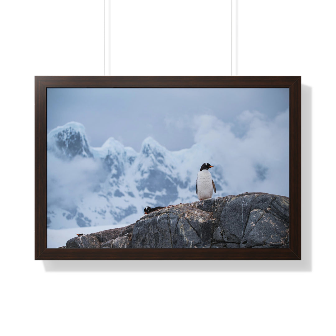 Poised Penguin - Framed Print