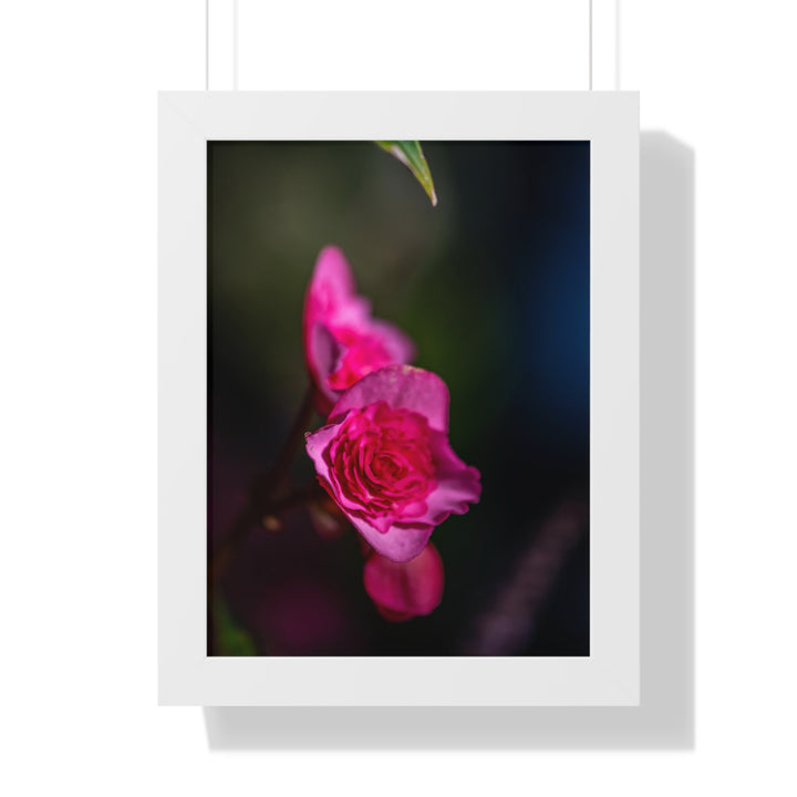 Hybrid Tea Rose - Framed Print