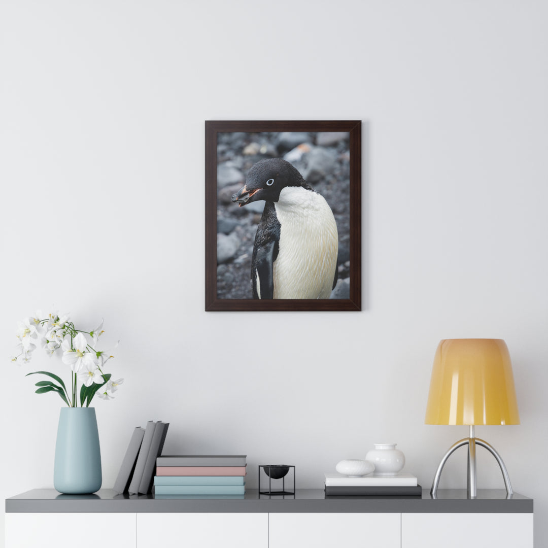 A Penguin's Pebble - Framed Print