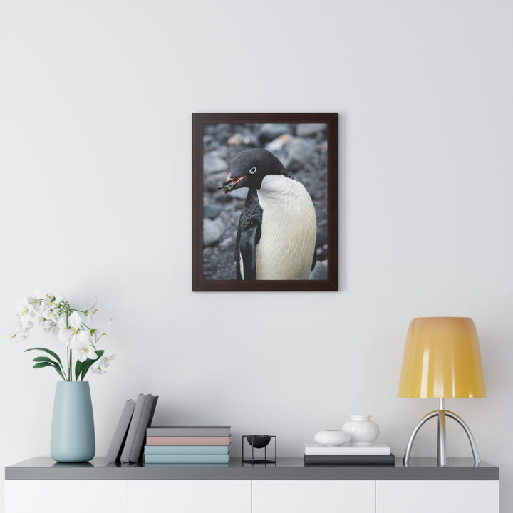 A Penguin's Pebble - Framed Print