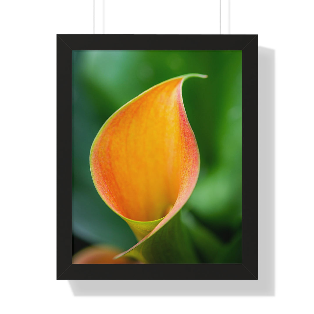 Orange Calla Lily - Framed Print
