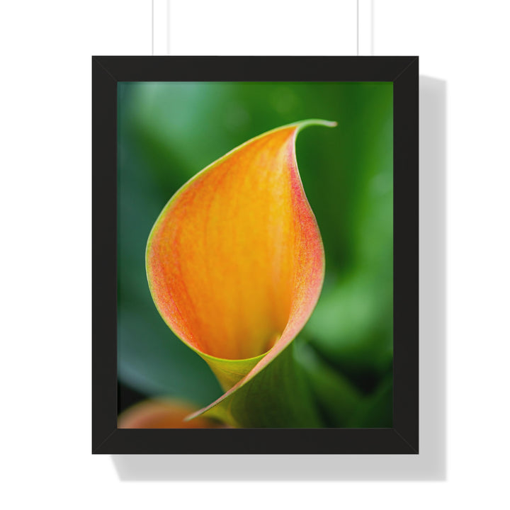 Orange Calla Lily - Framed Print