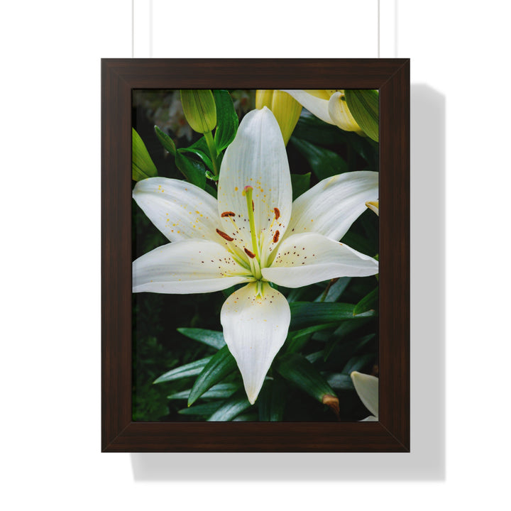 White Lily - Framed Print
