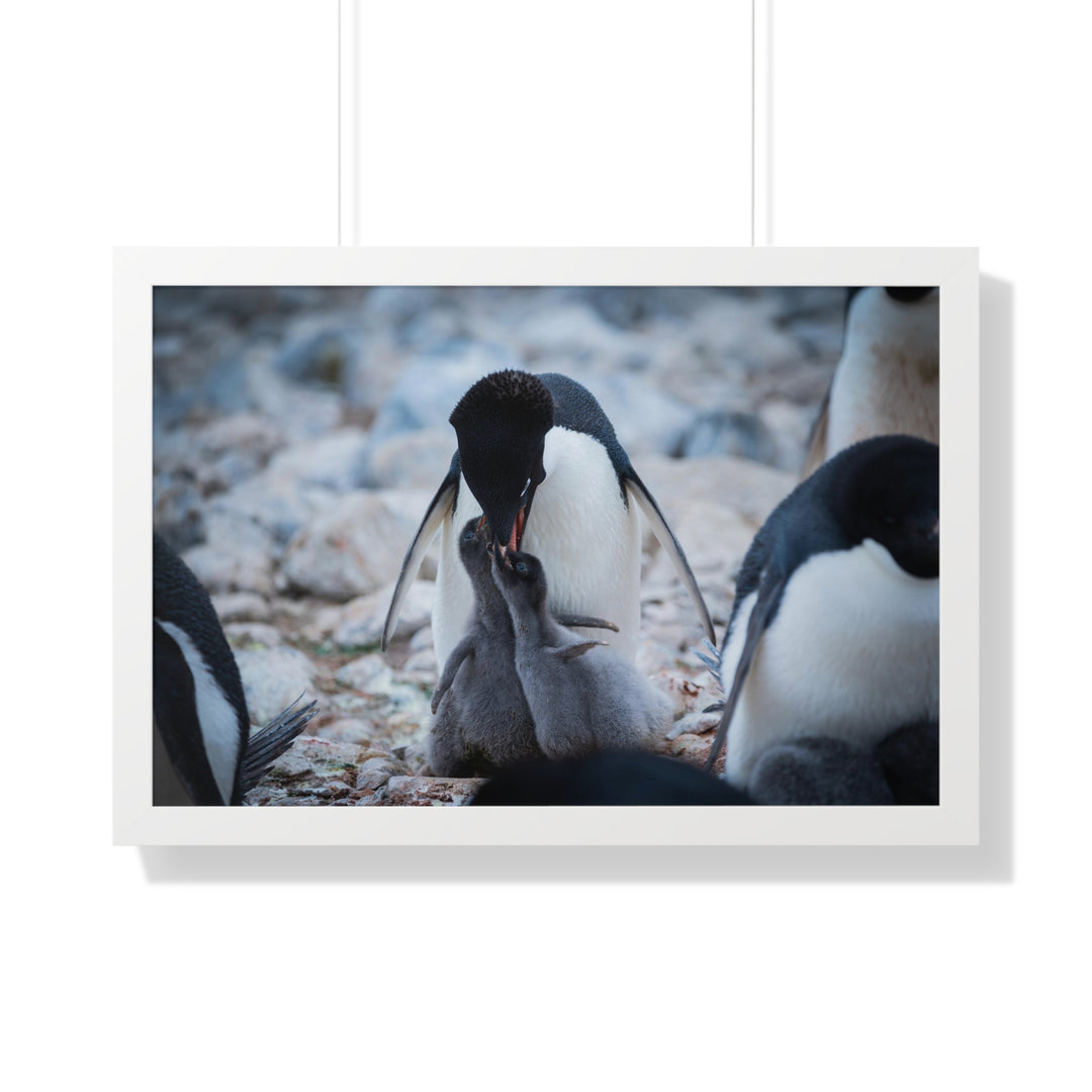 Feeding Time - Framed Print