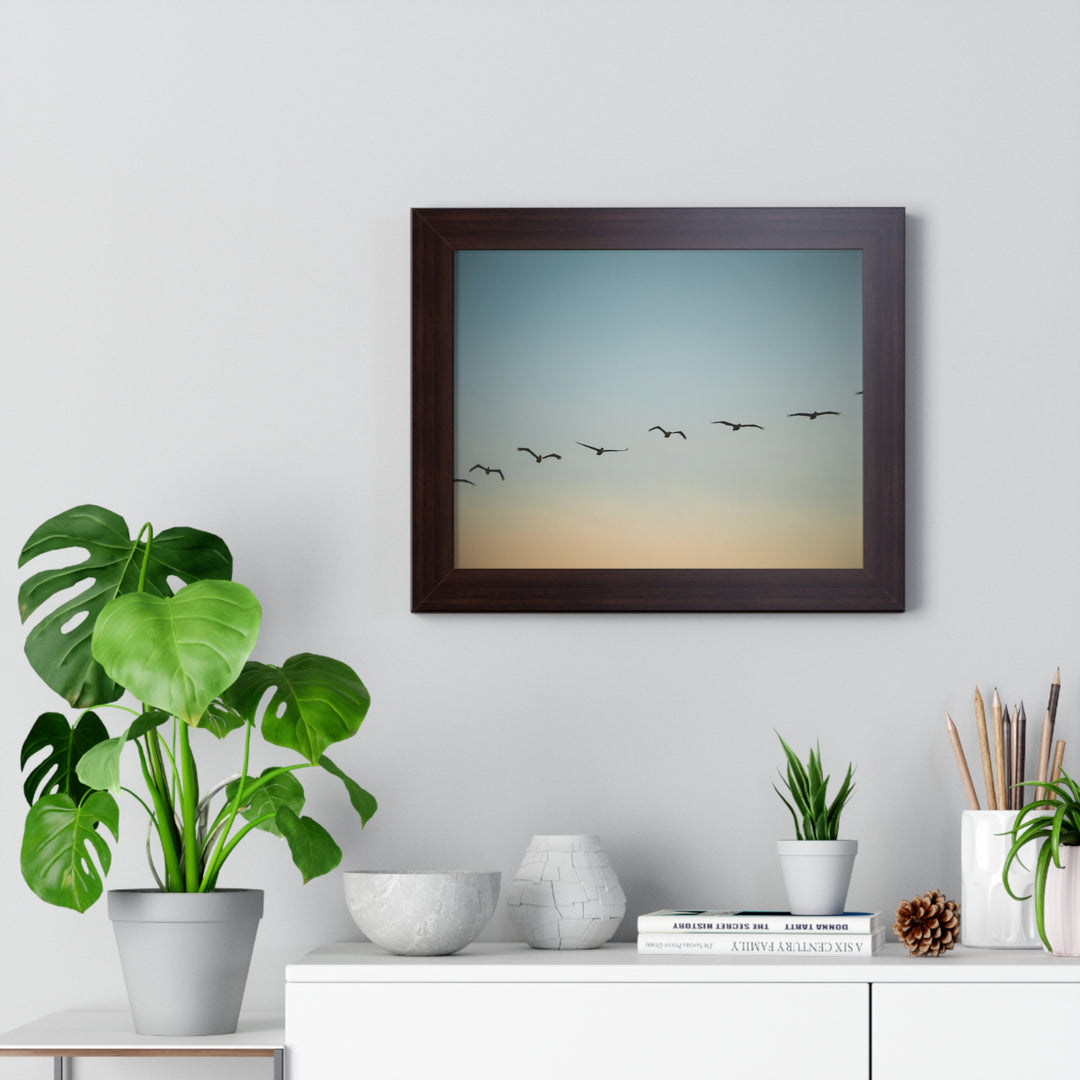 Brown Pelicans in Flight - Framed Print