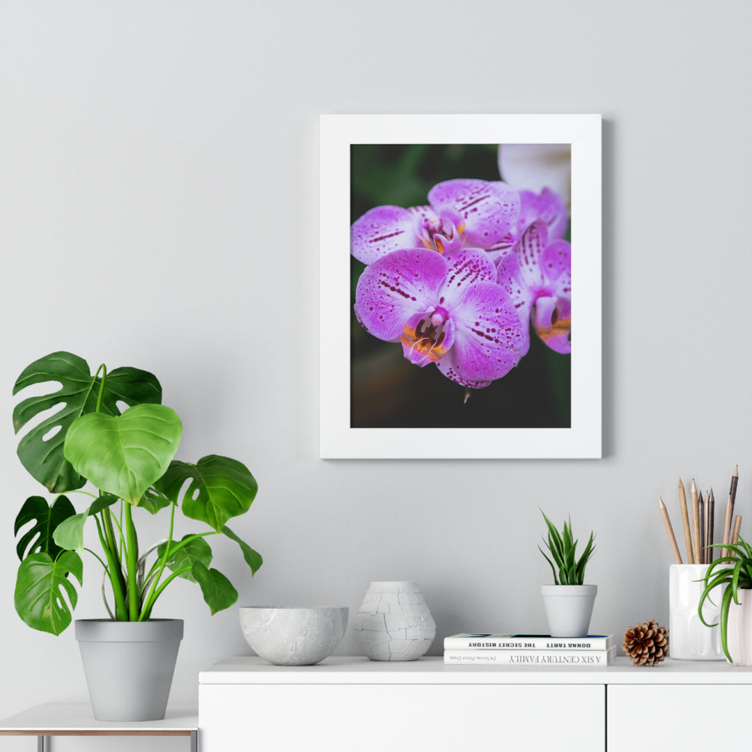 Orchid in Pink - Framed Print
