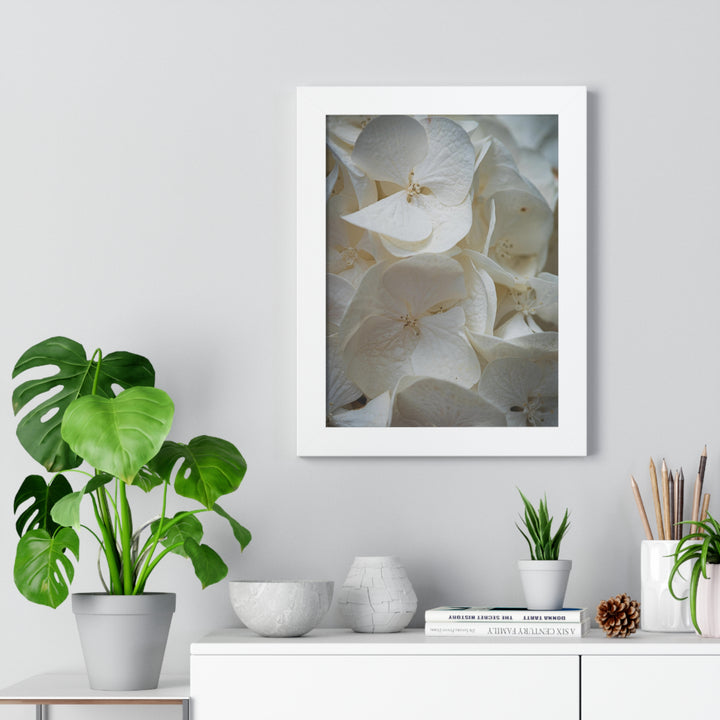 White Hydrangea Detail - Framed Print