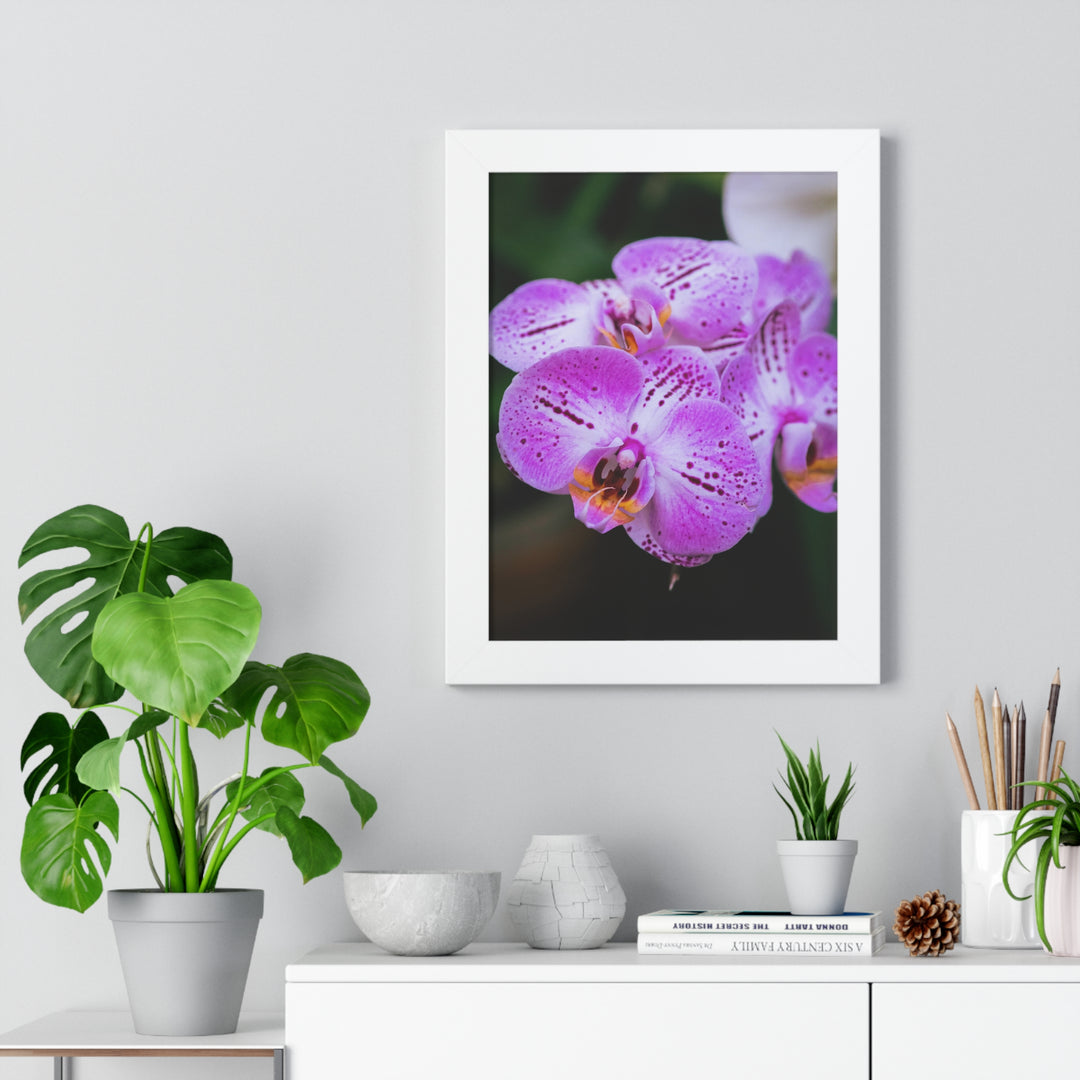 Orchid in Pink - Framed Print