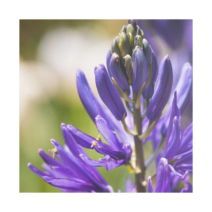 Camas in Bloom - Stretched Canvas Print, Floral Wall Art, Purple Flower Canvas, Home Decor, Nature Art for Living Room, Gift for Her, Botanical Print