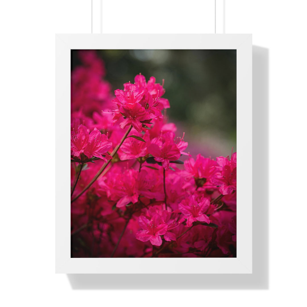 Full Bloom - Framed Print