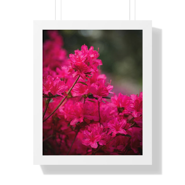 Full Bloom - Framed Print