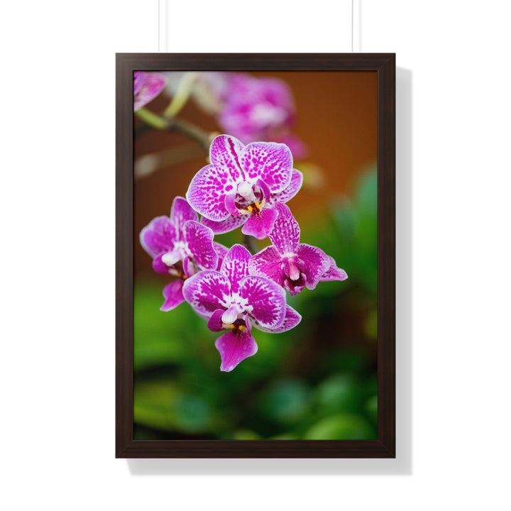 Spotted Orchid - Framed Print