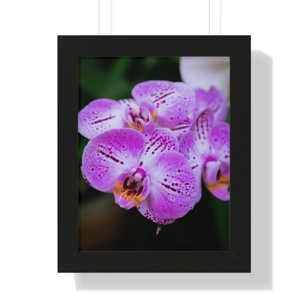 Orchid in Pink - Framed Print