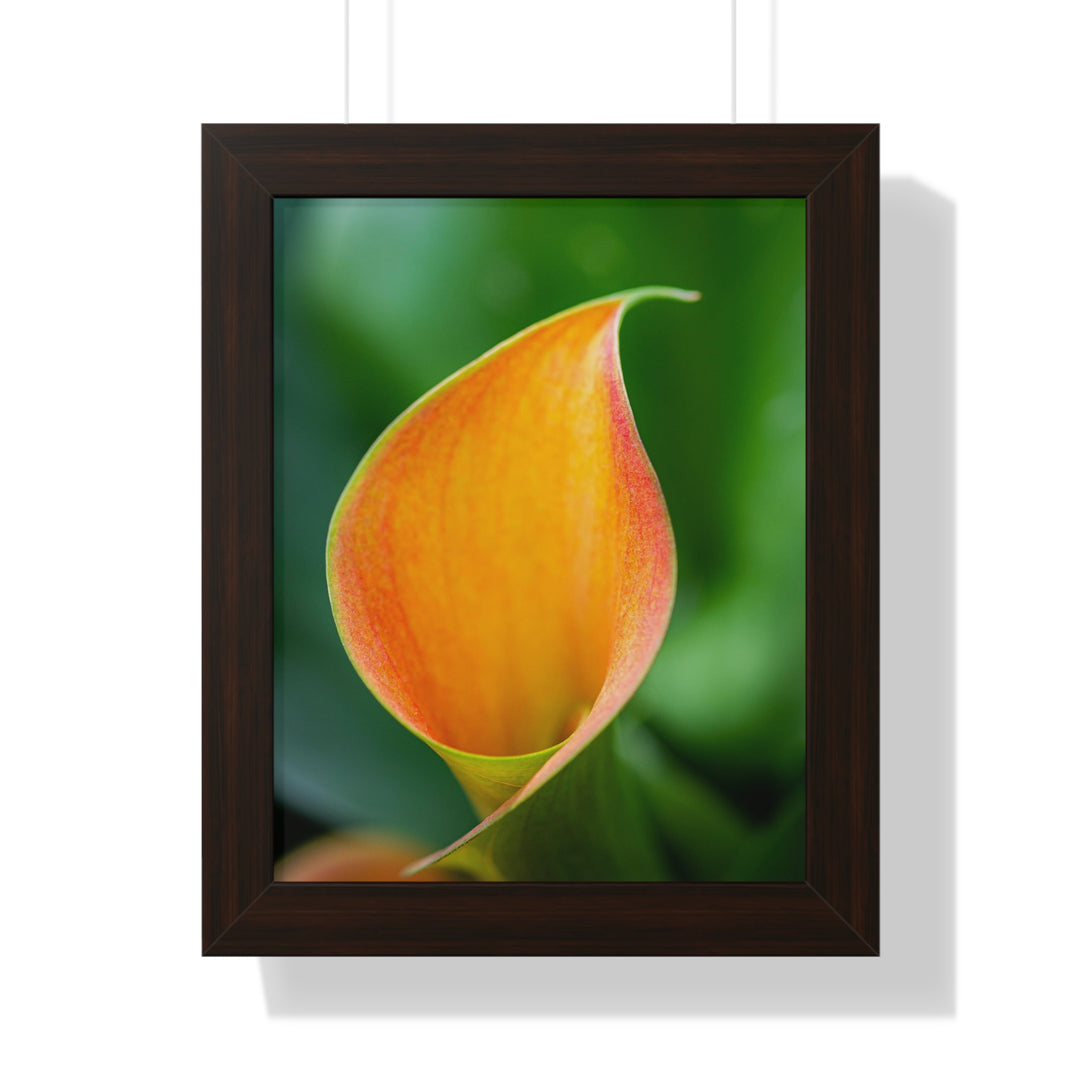 Orange Calla Lily - Framed Print
