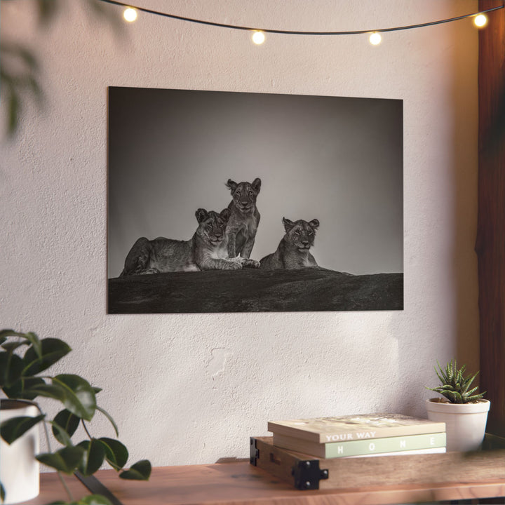 When the Light Fades Black and White | Aluminum Wall Art | Elemental Escape Collection