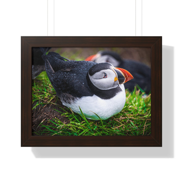 Resting Puffin - Framed Print