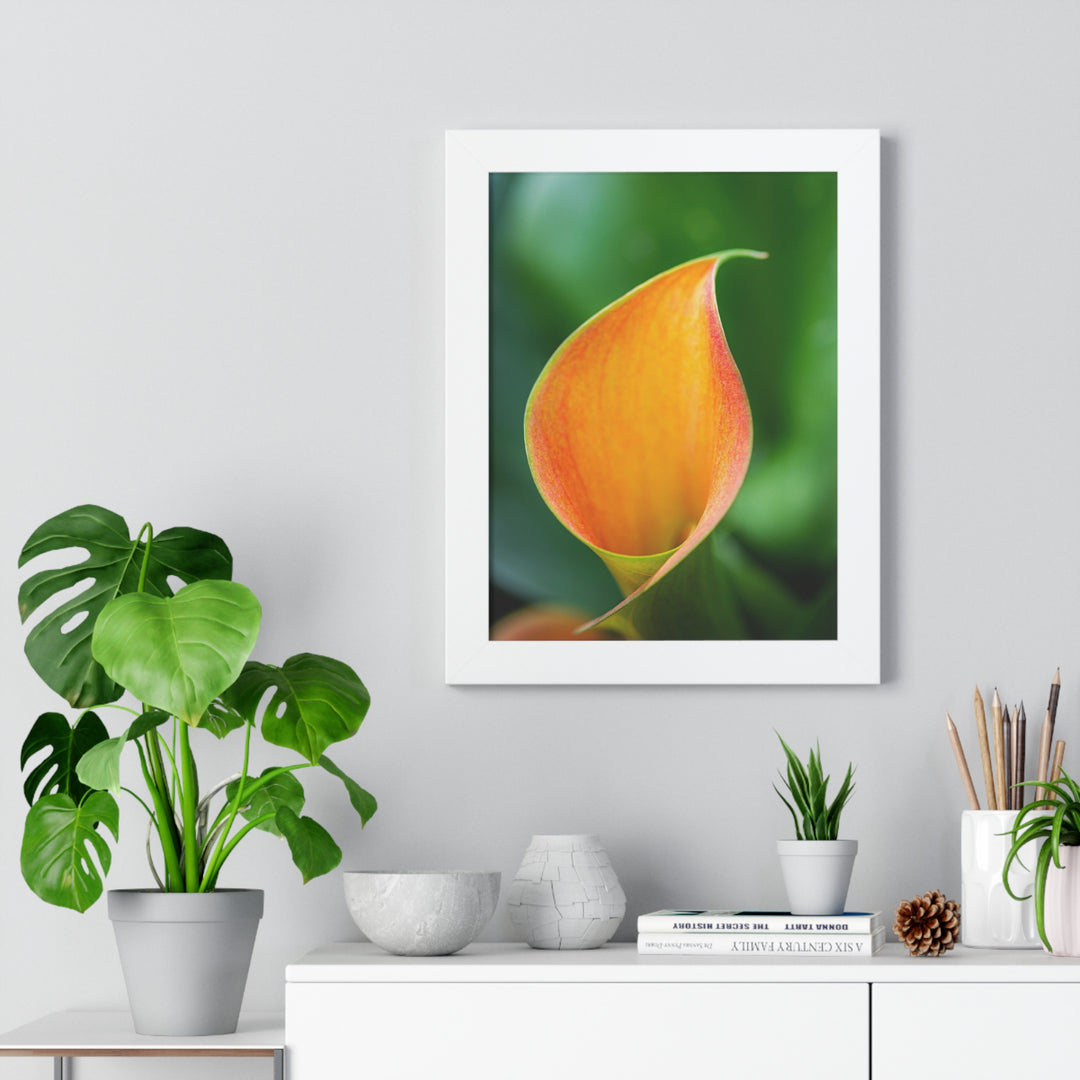 Orange Calla Lily - Framed Print