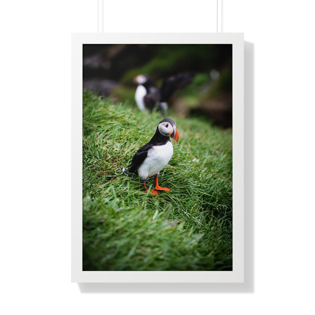 Curious Look - Framed Print