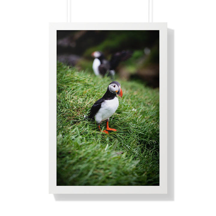 Curious Look - Framed Print