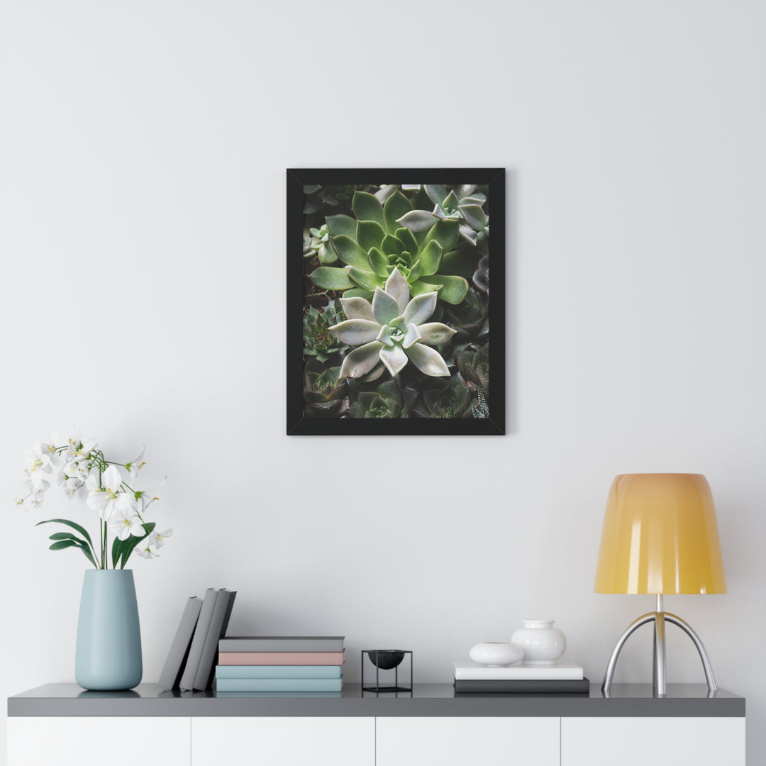 Succulent Array - Framed Print