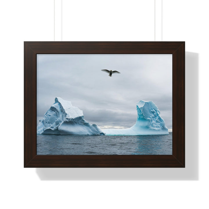 Antarctic Flight - Framed Print