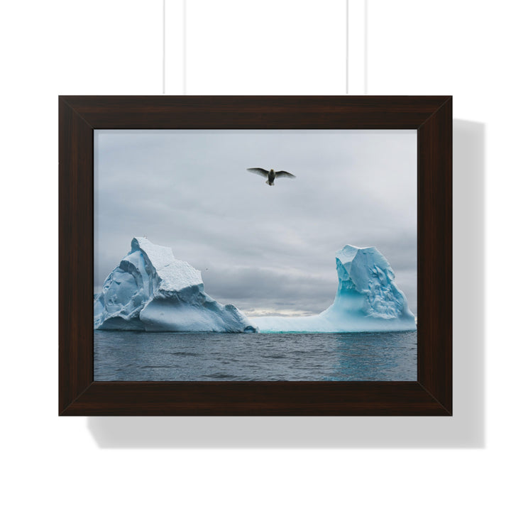 Antarctic Flight - Framed Print