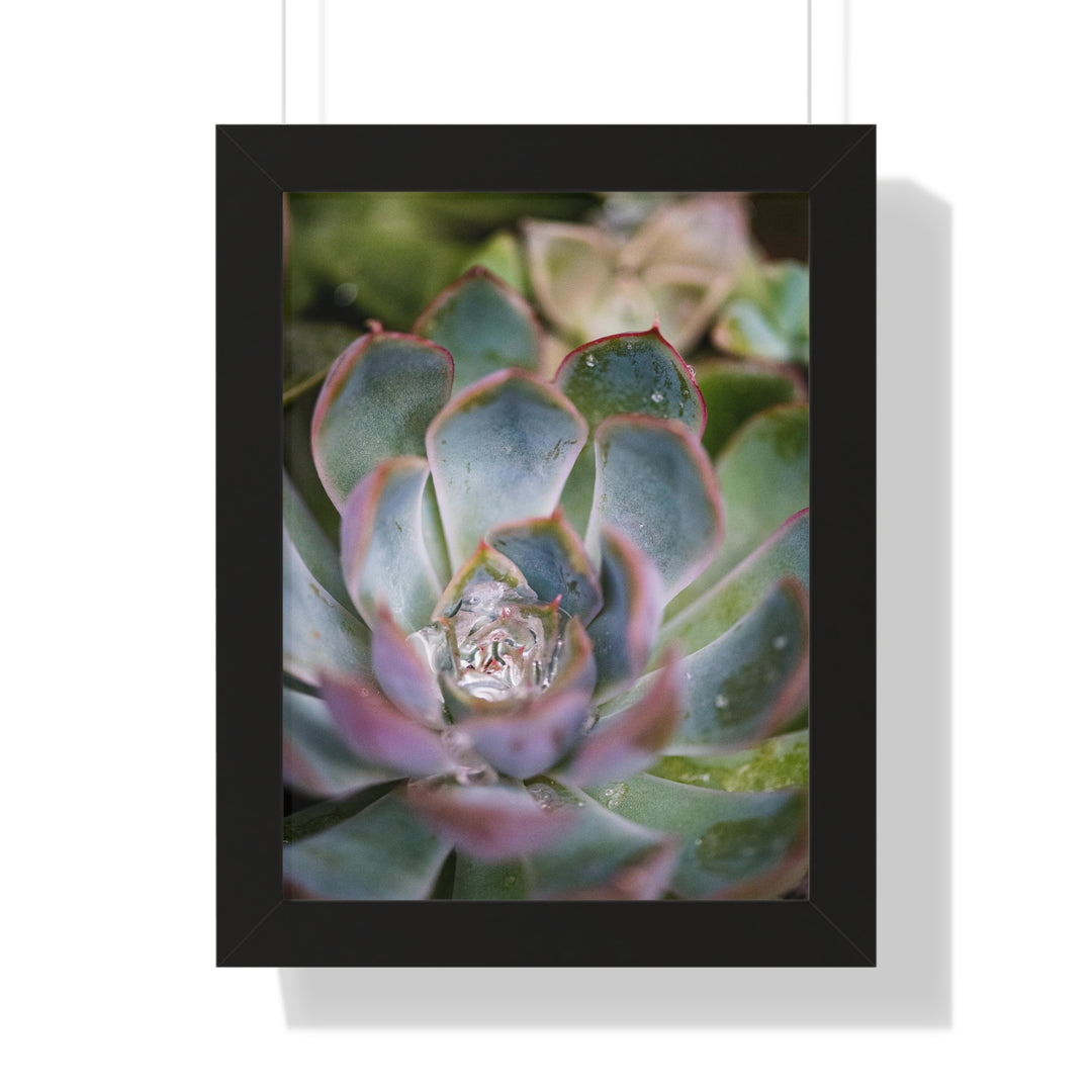 Stunning Succulent - Framed Print