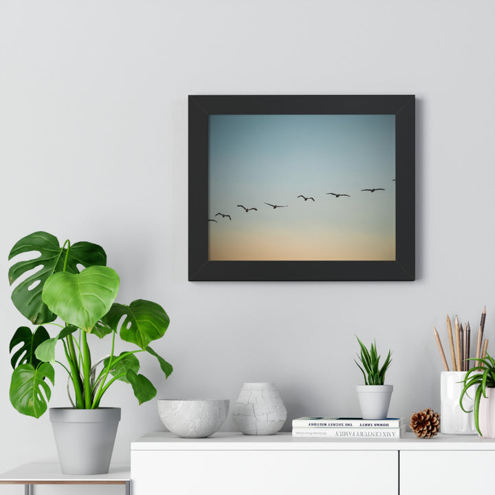 Brown Pelicans in Flight - Framed Print