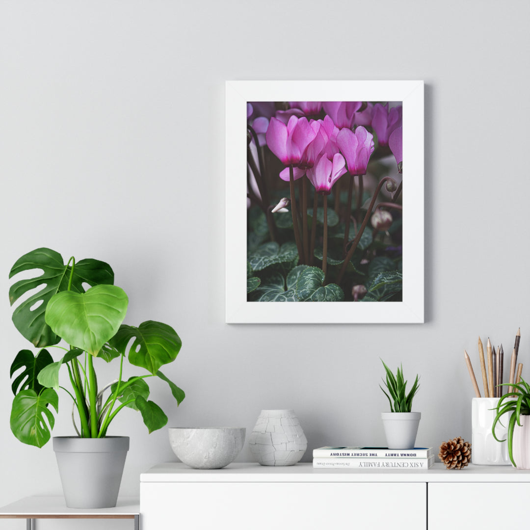 Cyclamen Reach - Framed Print