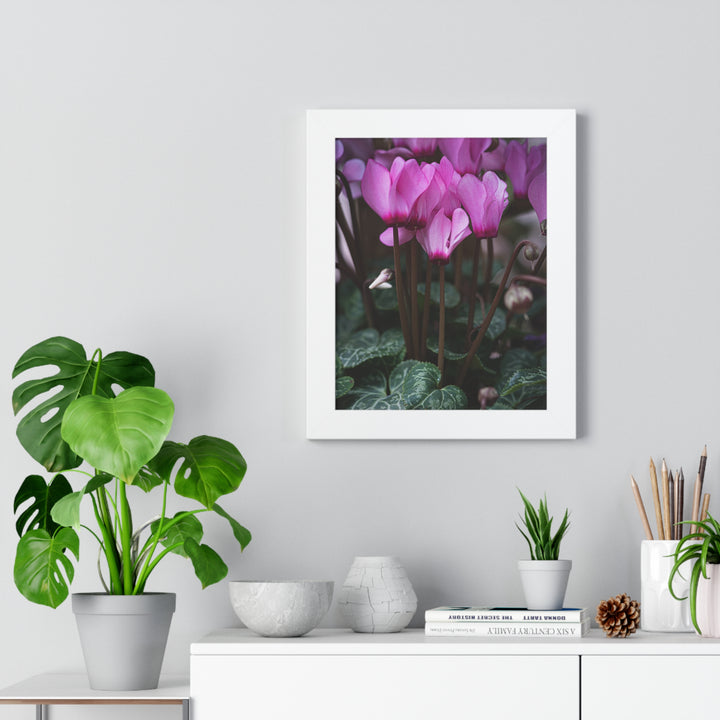 Cyclamen Reach - Framed Print