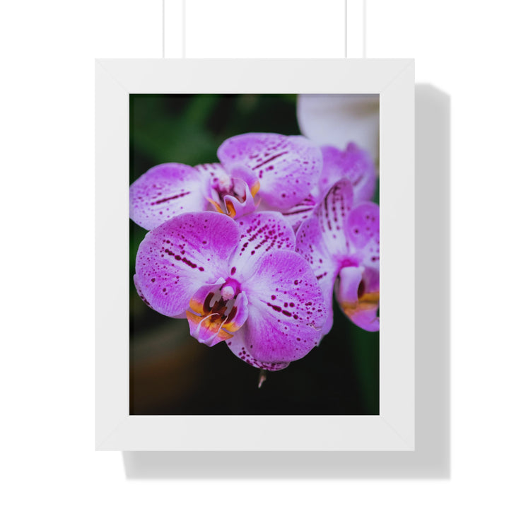 Orchid in Pink - Framed Print