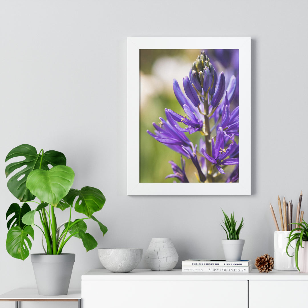 Camas in Bloom - Framed Print