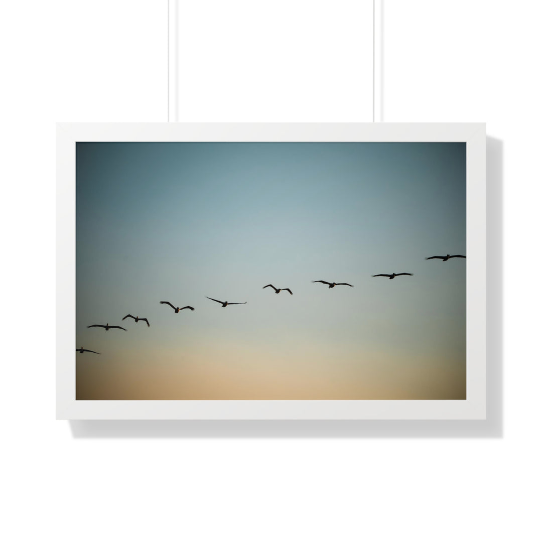 Brown Pelicans in Flight - Framed Print