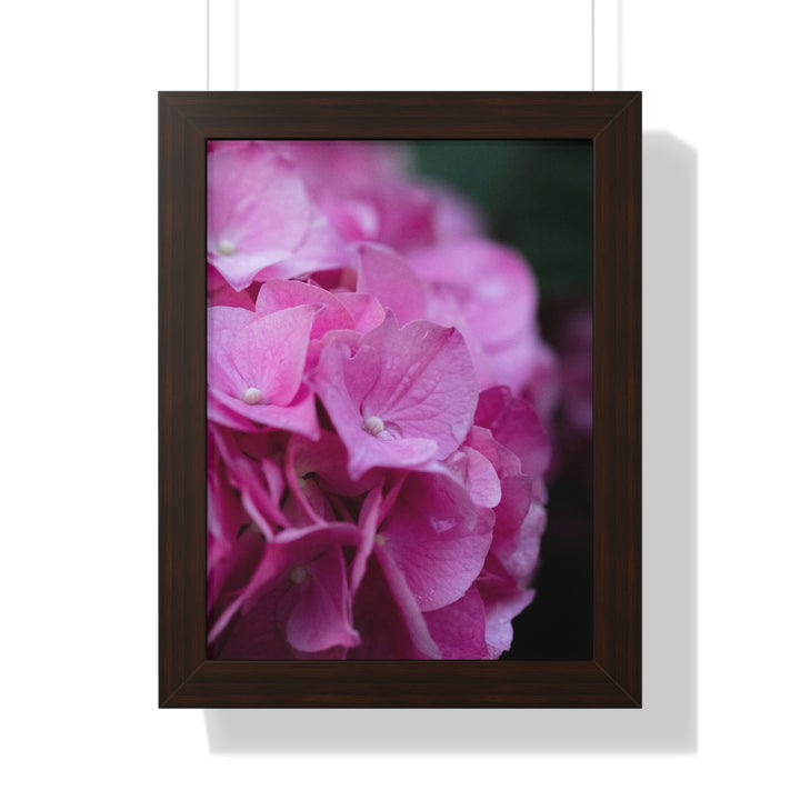 Pink Hydrangea Detail - Framed Print