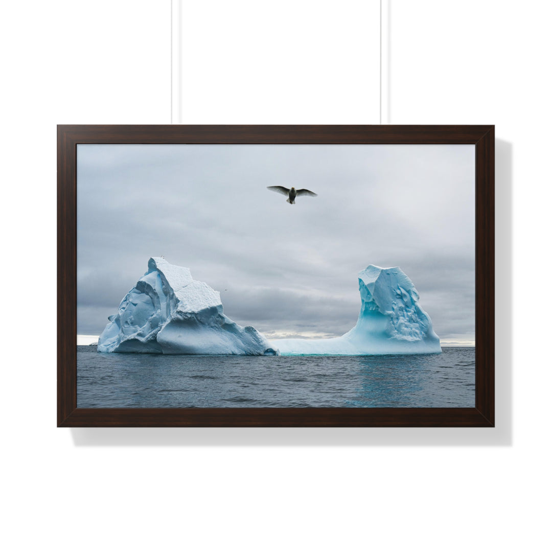 Antarctic Flight - Framed Print