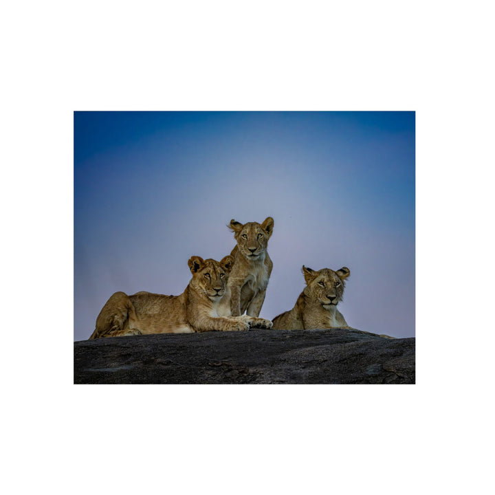 When the Light Fades Blue | Aluminum Wall Art | Elemental Escape Collection