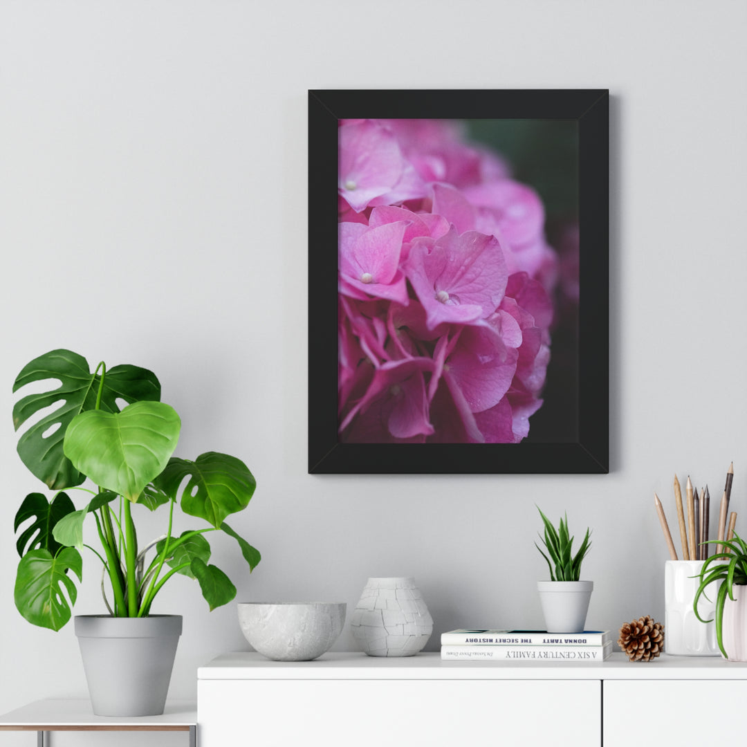 Pink Hydrangea Detail - Framed Print