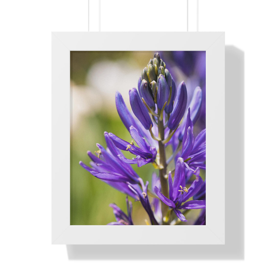 Camas in Bloom - Framed Print