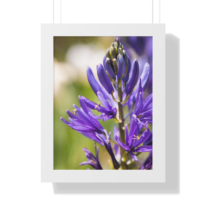 Camas in Bloom - Framed Print