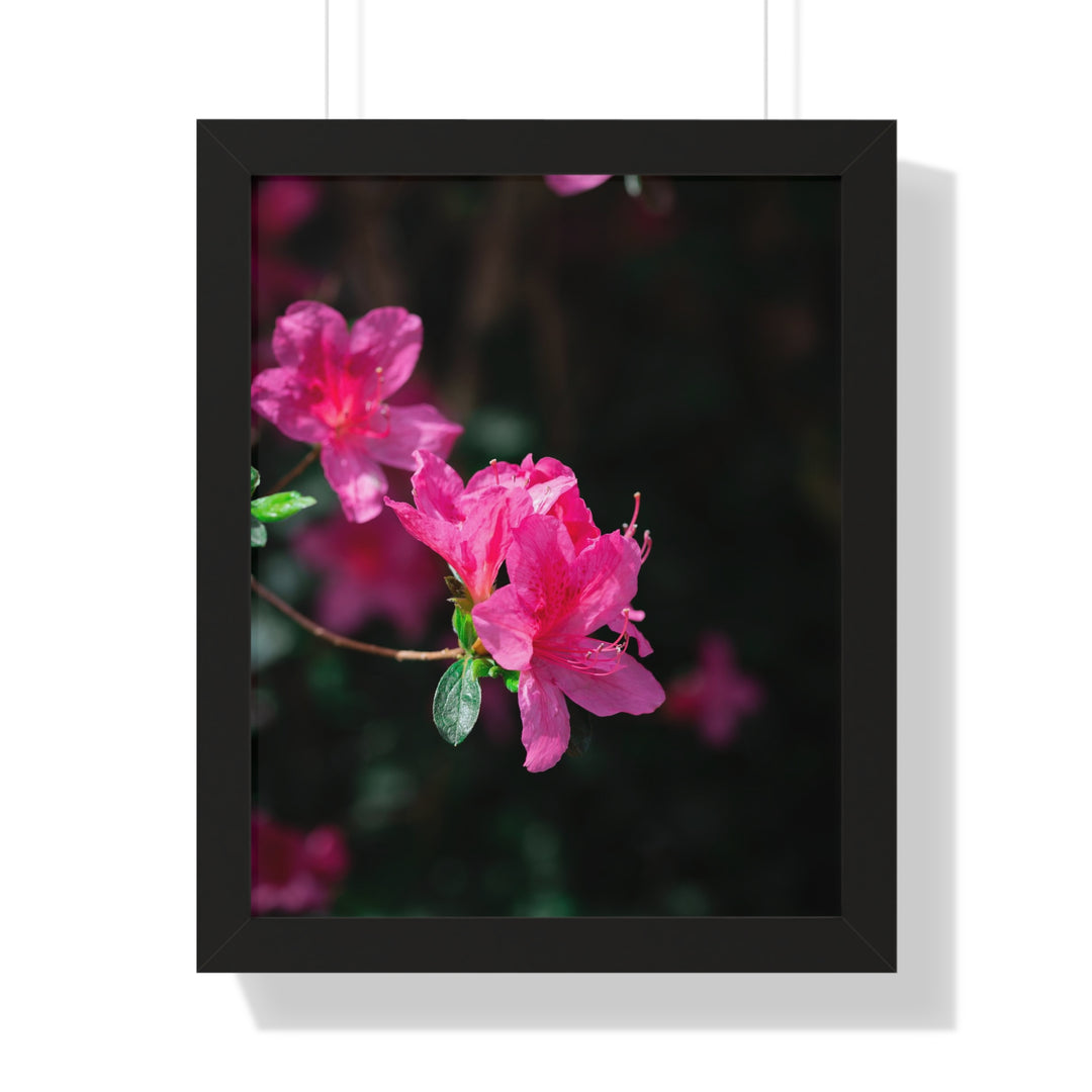 Standout Azalea - Framed Print