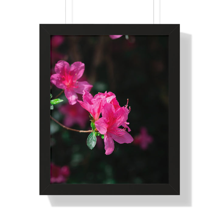 Standout Azalea - Framed Print