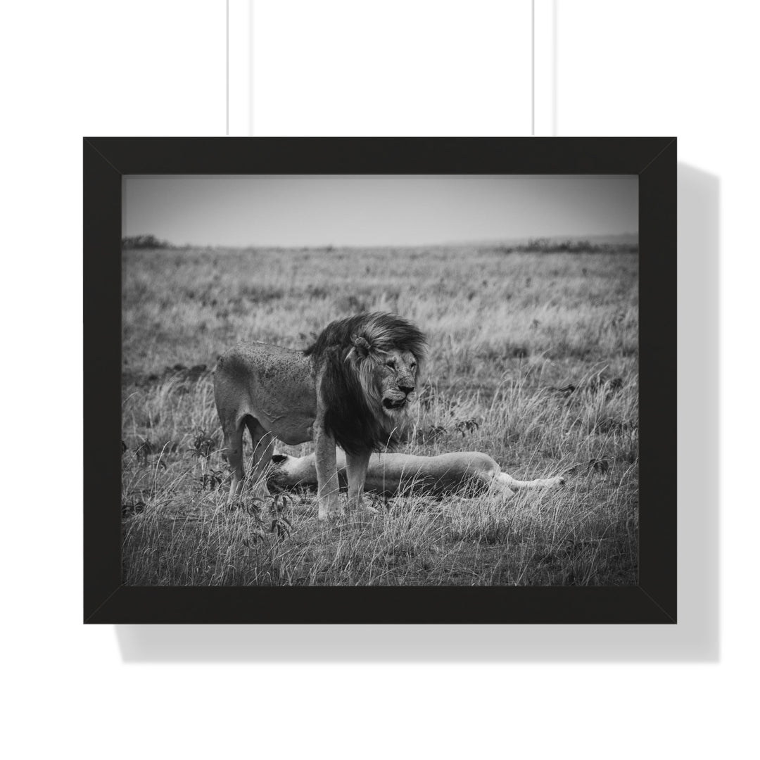 Mating Lions in Black and White - Framed Print