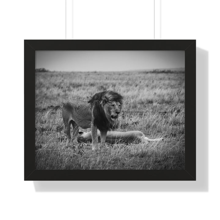 Mating Lions in Black and White - Framed Print