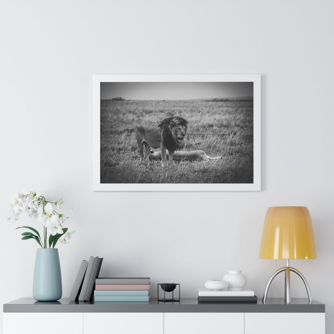 Mating Lions in Black and White - Framed Print